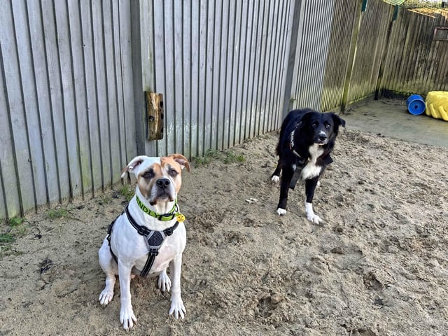 Lady and Chunk