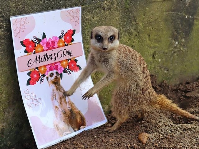 Meerkats: Mum Tamu