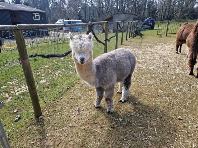 Peta and Bruce Ives believe they were the first people in the world to offer alpaca walking to the public