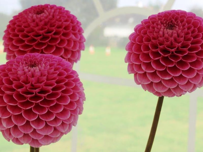The combined features of the flower show, dog show and displays attracted many hundreds of visitors to the recreation ground