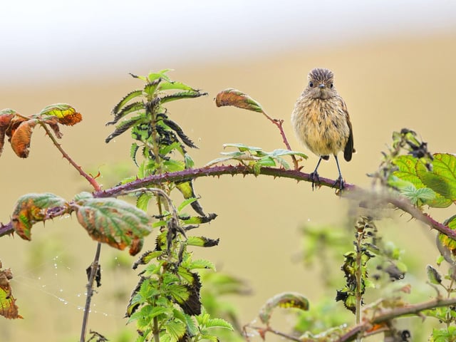 Young Stonechat by John Lauper RUNNER-UP WILDLIFE CATEGORY.