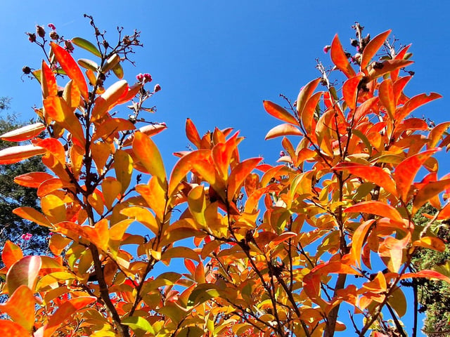Borde Hill Halloween event and autumn colour. HR26111901 Pic Hollie Robards/Iconic Media Group