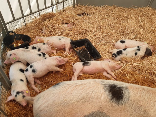 The South of England Show took place at the weekend