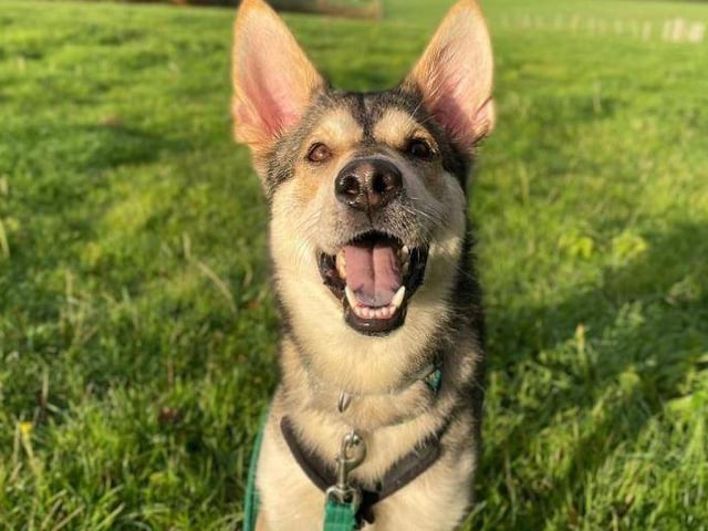 Rusty- Husky- Brighton Animal Centre
