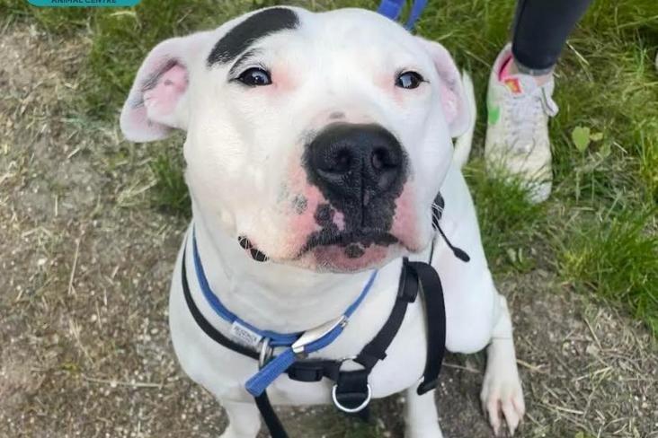 Rosie is a sweet natured girl who arrived recently. The RSPCA said she was very bouncy on arrival, but has quickly picked up some basic obedience and will need to attend training classes to continue with her learning. Rosie is friendly towards people she meets, but she can be a little nervous of men and will need time to build up a bond over several meetings at the rescue centre. She has some dog friends at the centre but would be best as the only canine in her home as she can be boisterous and requires extra training. She would also be best suited to living with children of secondary school age or older, and in a quiet location so she can settle in. The RSPCA said: "She really is such a lovely girl with so much potential so it would be a shame for her to be in kennels longer than she needs to be."