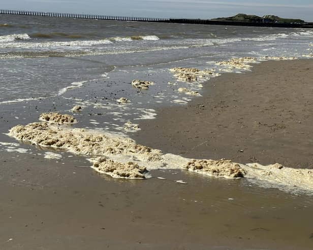 The Environment Agency said suspected sewage pollution on Littlehampton beach was actually the ‘breakdown of algal blooms’ after a public outcry over the quality of the water.