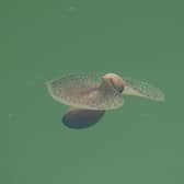 A sea creature which featured in BBC One programme ‘Wild Isles’ hosted by David Attenborough have been spotted at a harbour in Eastbourne. Picture by Marilyn Dewar