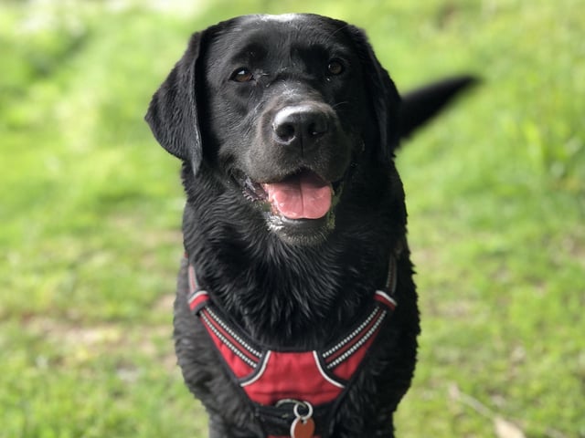 Body language should always be taken as a whole, as opposed to isolated elements. If your dog displays a relaxed body with a lovely swish of their tail when in your company, it’s a sign that they are happy and relaxed.