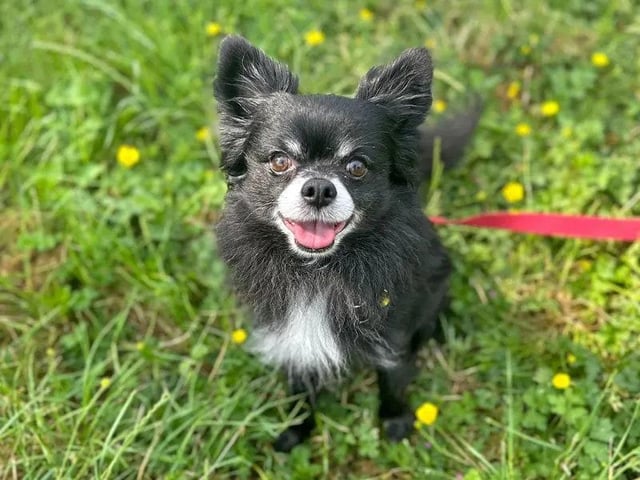 Sooty is a sweet chap who loves the company of people but likes to build up a bond at his own pace. A gentle approach is needed when first making friends, but you'll know when you've earned his trust, as Sooty will nudge into your hands when he wants a fuss! He must be the only dog at home and is also unable to live with any cats, house rabbits, or guinea pigs.