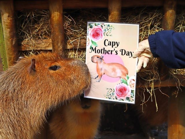 Capybaras: Mum Clementine