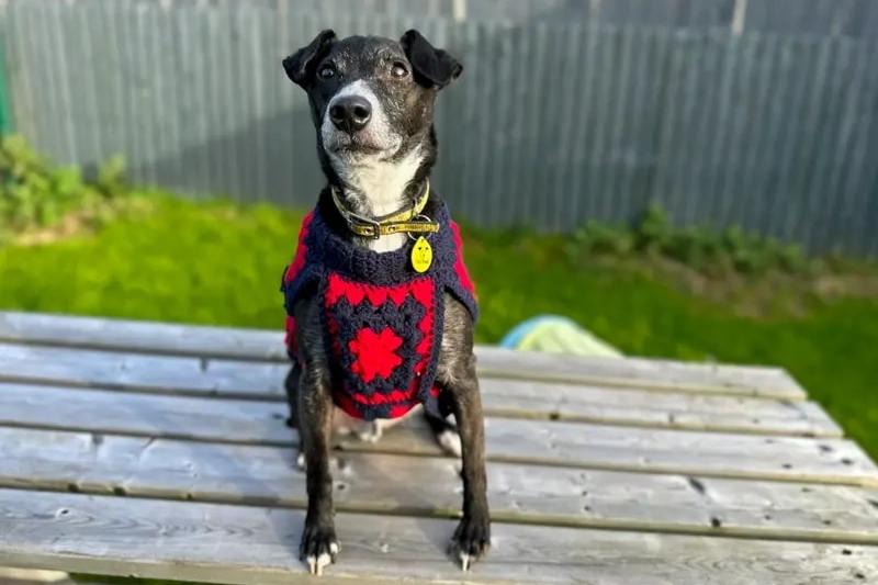 Dogs Trust said Peppy is a 'one-of-a-kind pooch who has an abundance of character'. His perfect match would be an adult-only family with minimal visitors and no visiting children, who share his passion for the outdoors. Peppy is super-smart and keen to learn, so he makes for an excellent student! While he will need to be the only pet at home, he enjoys walking next to a familiar canine pal and has progressed brilliantly with his social skills. A secure garden of his own is essential, so that he can regularly burn off some steam. Another essential requirement is a multi-carer household, so that there’s always someone around to keep him company, as he finds alone-time challenging. See Peppy's profile here: https://www.dogstrust.org.uk/rehoming/dogs/terrier-patterdale/1239009