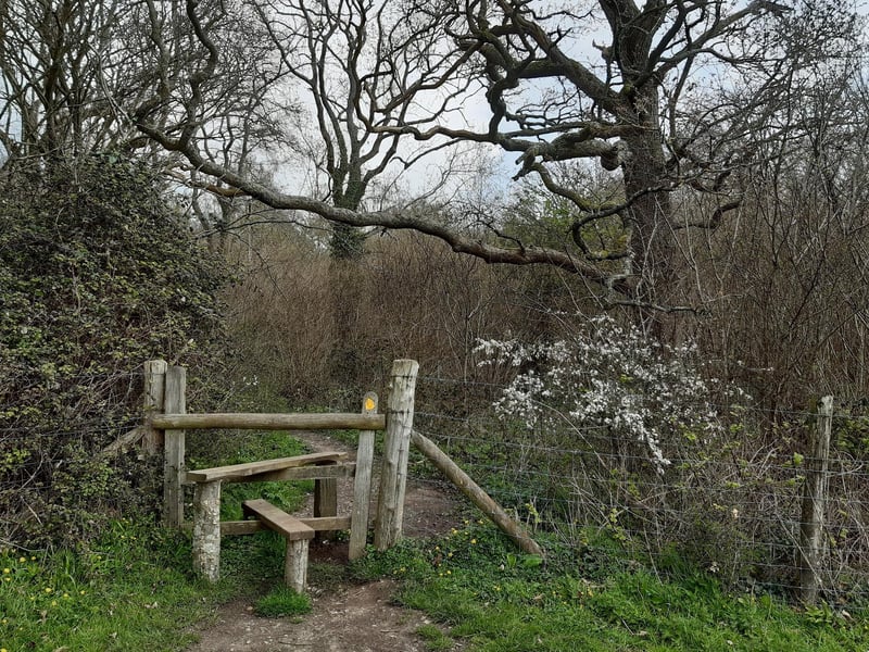 Climb over to enter the wood and follow the path.