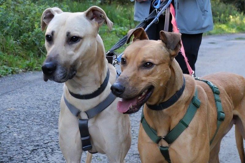 Brothers Scooby and Yogi are kind and gentle Lurchers. Their foster carer has described them as 'REALLY loveable' and experts at giving cuddles. They love snuggling upon the sofa, though they are bigger than your average lap dogs, and are also partial to the occasional zoomies.
