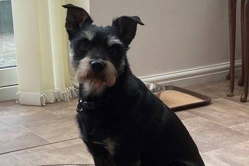 Ralph is an affectionate nine year old Schnauzer cross who is very happy meeting new people and enjoys a little fuss and attention! He loves his walks and, while he’s more than happy to meet other dogs, he does tend to pull on the lead until he gets going – but this should easily be corrected with a little training, Wadars said. Whilst Ralph has not lived with children before, he has been used to having youngsters visit, and is now ready to find his forever home.