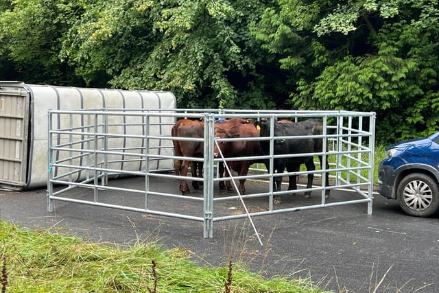The delays are a result of an overturned livestock trailer (Pictured),