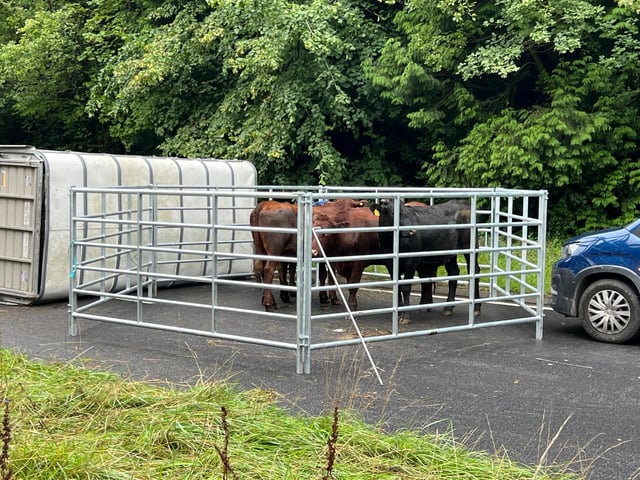 The delays are a result of an overturned livestock trailer (Pictured),
