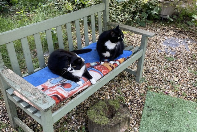 Cats relax on the bench (Credit: ABC)