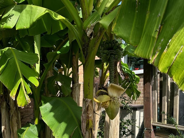The banana tree in Barry Trevena's garden