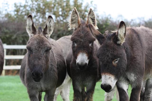 Take a visit to meet the donkeys. Submitted picture