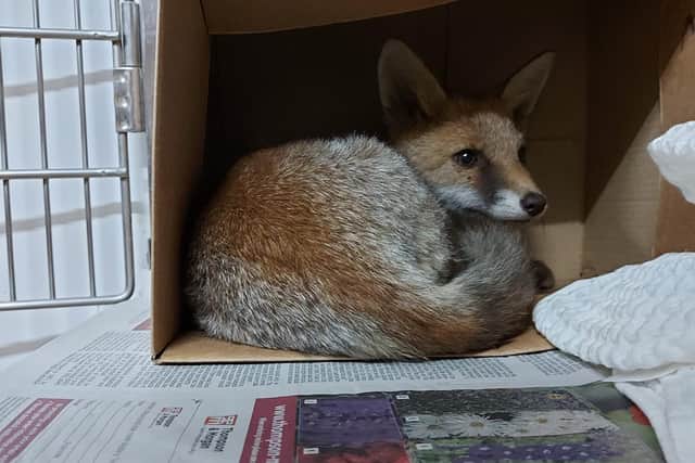 WRAS’s Care Team and vet have been closely monitoring the fox and the wound is now expected to fully recover and will eventually be able to return to the wild once fully recovered. Photo: East Sussex Wildlife Rescue & Ambulance Service