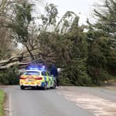 A fallen tree blocked the A24 at Findon Valley