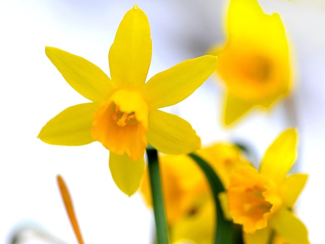 Daffodils in the snow in Mid Sussex