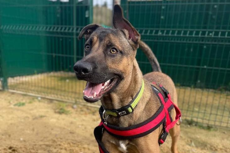Ace is a six/12-month old male Belgian shepherd (Malinois) crossbreed at the Mount Noddy Animal Centre in Black Mill Lane near Chichester.
