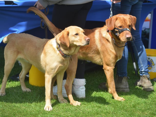 Bexhill Horse & Dog Show 2024.