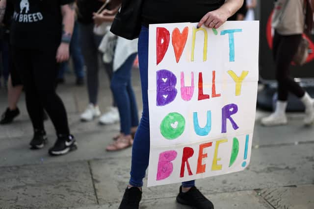 RSPCA urges Sussex dog owners to be prepared as XL Bully ban deadline ...