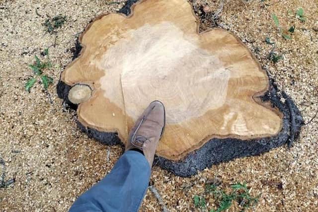 Mr Collinson's foot in comparison to the large tree stump left behind.