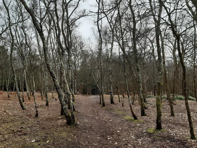 Just follow the path through the woods...