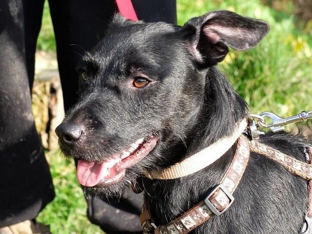 Pip is a hit with the dog walkers at Rescue Remedies! He has quickly transformed from a shy dog to an affectionate and friendly pup who likes to give his favourite people kisses. He loves sniffing about on walks and is eager to please, especially if he gets treats in return! He would prefer a quieter household with a secure garden.