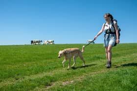 A responsible dog walker near cows in South Downs National Park in East Sussex.