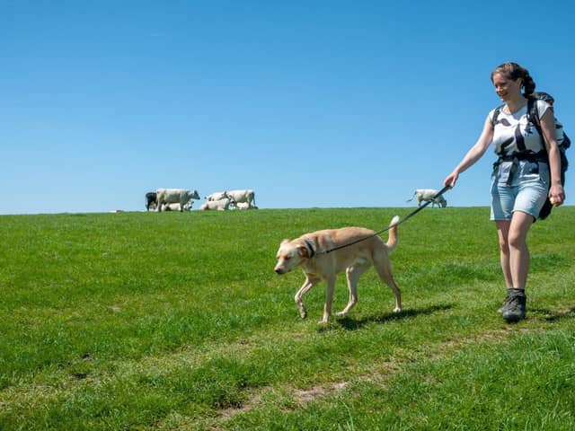 A responsible dog walker near cows in South Downs National Park in East Sussex.