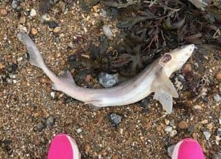 The Environment Agency told Sussex World that – due to the ‘condition and placement’ the catsharks were found on the beach – ‘this is not pollution incident’. Photo: Roja Kerr