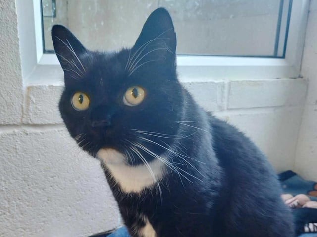 12-year old Sasha is described by WCWT as a 'Golden Oldie' whose elderly owners could no longer care for him. He is very friendly and relaxed, and still likes to play. Sasha needs an adult-only, quiet home without other pets, but visiting children would be okay. He is on a specialist diet to manage a health issue.