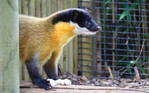 Drusillas has become the second collection in the UK to hold a rare and remarkable species: a pair of yellow-throated martens. Picture:Drusillas