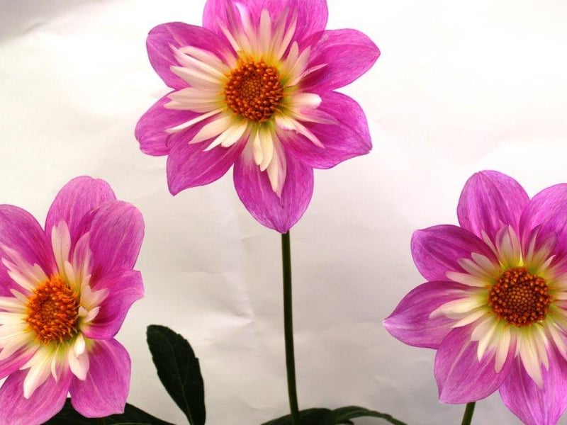 The combined features of the flower show, dog show and displays attracted many hundreds of visitors to the recreation ground