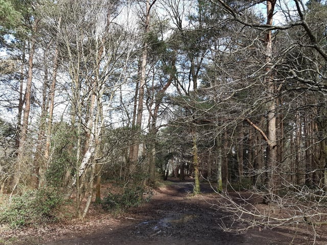 Then turn right to follow the footpath through the trees.