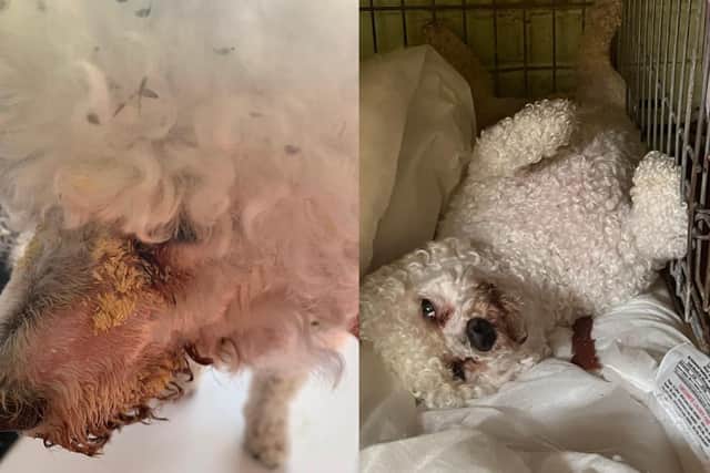 A West Sussex charity has rescued a stray dog whose face was partially covered in fly eggs and is now seeking help with vet bills. Photo: Clymping Dog Sanctuary