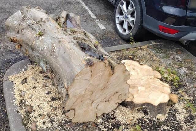 One of the trees that were felled in the car park.