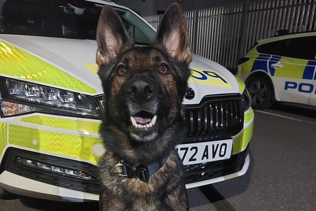PD Hox assisted Eastbourne Police officers. Picture from Sussex Police