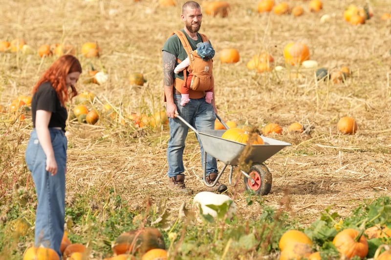 SOMPTING PUMPKINS A27 WEST SUSSEX NEAR LANCING 8-10-23

ALL PICS TAKEN FROM PUBLIC HIGHWAY (A27 FOOTPATH ON ROAD):Based at Lychpole Farm just off the A27, family-run picking patch Sompting Pumpkins is open for business again this year. Picture: Eddie Mitchell