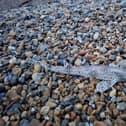 Several catshark have been spotted washed up on Seaford beach. Photo: Katie Noble