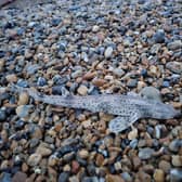 Several catshark have been spotted washed up on Seaford beach. Photo: Katie Noble