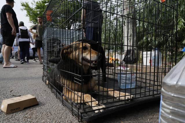 Ukrainian refugees and volunteers in Worthing are gathering donations for animals affected by the disaster in Kakhovka (Photo by Alex Babenko/Getty Images)