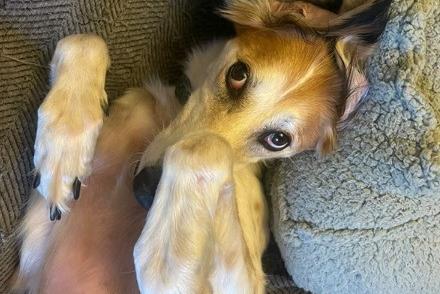 Daisy is a new arrival, but the charity said they already know 'she is amazing'. Funny, playful and so accepting, she will make a wonderful addition to any family, according to Arundawn. 