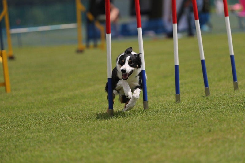 Good news if you're interested in doing agility training with your pup! Chichester is home to Sussex County Dog Training which offers training, obedience and scentwork classes, among many more.  Photo: Pixabay
​