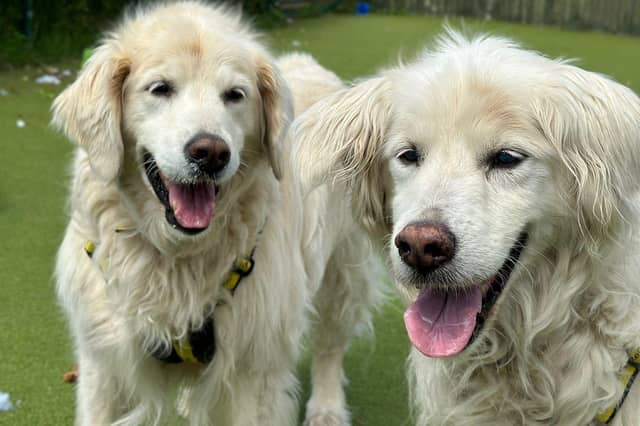Goldie and Storm