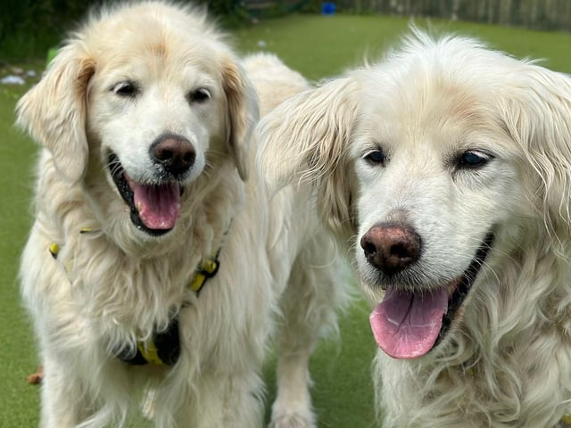 Goldie and Storm